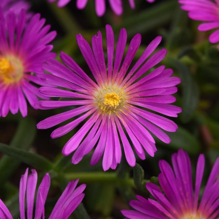 Ice Plant - Delosperma Ocean Sunset™ 'Violet'