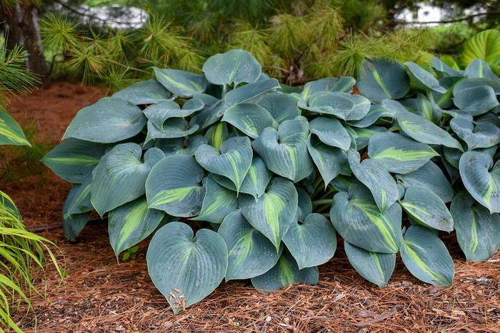 'Touch of Class' Hosta, Plantain Lily - Hosta 