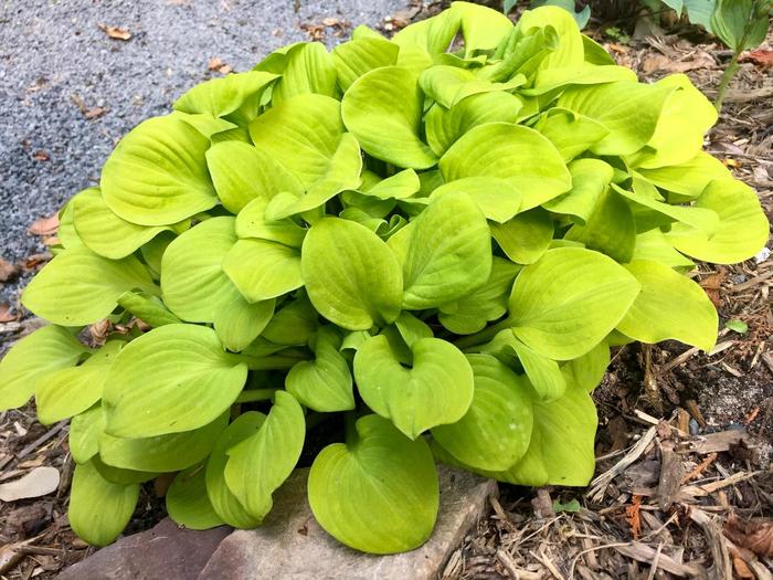 'Sun Mouse' Hosta, Plantain Lily - Hosta 