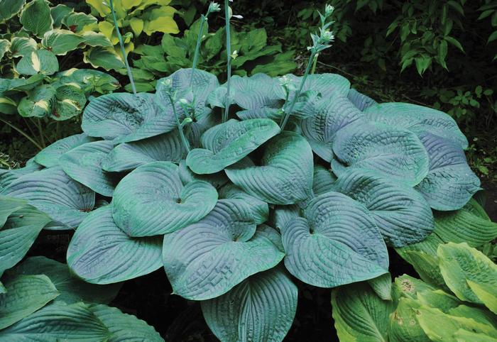 'Humpback Whale' Hosta, Plantain Lily - Hosta 