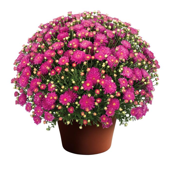 Debbie™ Hot Pink - Chrysanthemum hybrid
