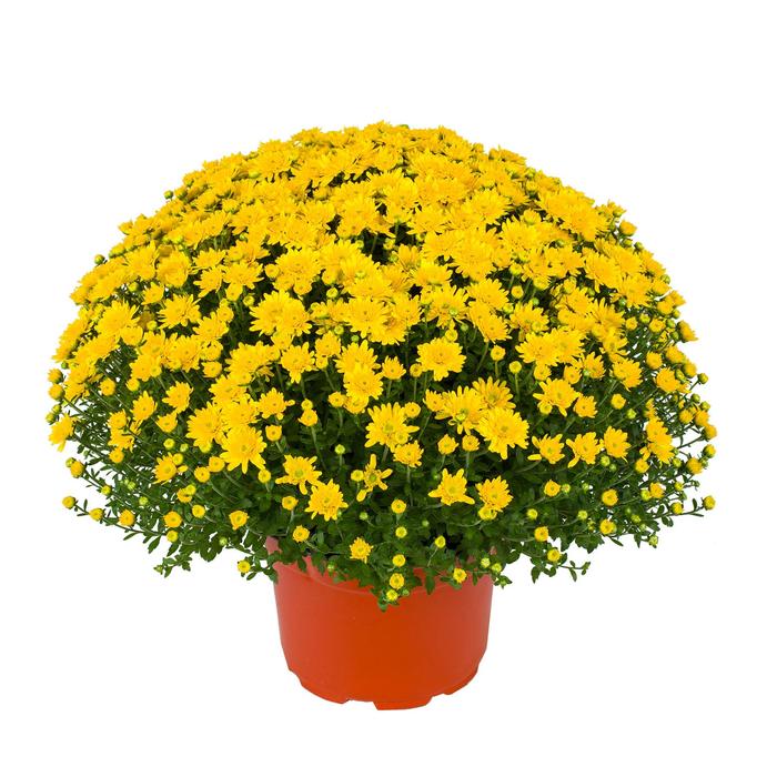 Beverly™ Gold Garden Mum - Chrysanthemum x morifolium