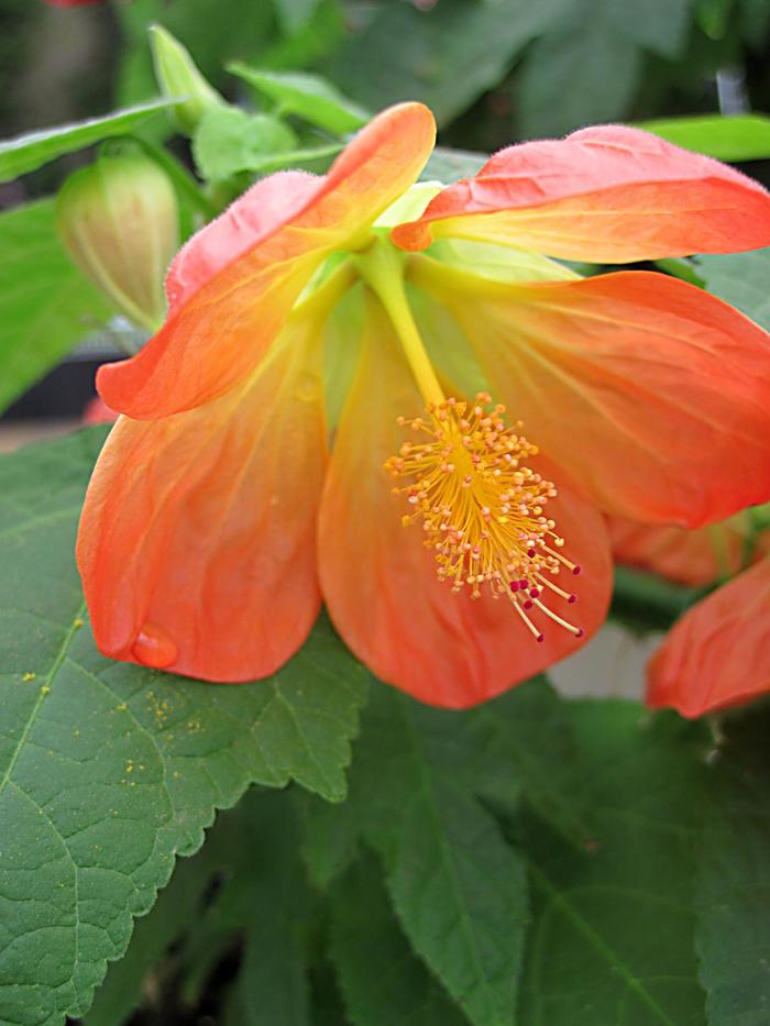 Lucky Lantern™ Tangerine - Abutilon (Flowering Maple)