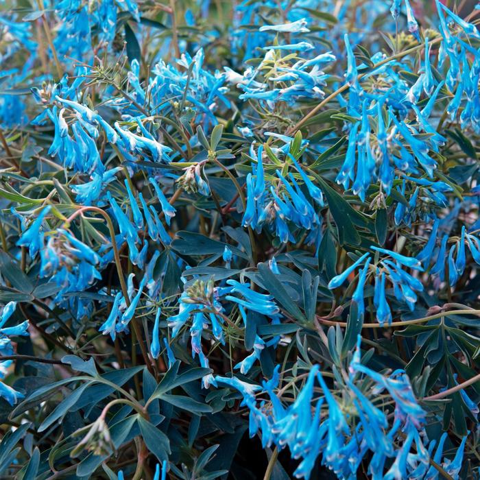 Fumitory - Corydalis flexuosa 'Porcelain Blue'