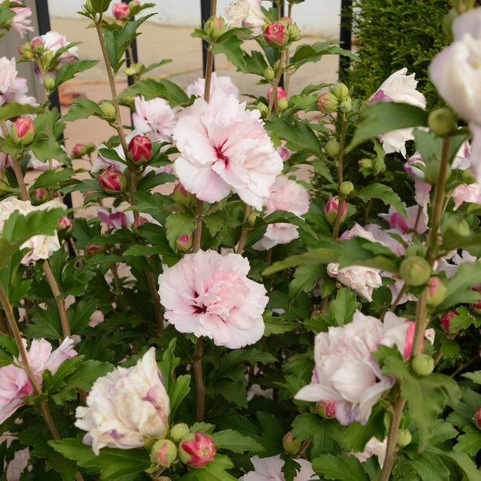 French Cabaret™ 'Blush' - Hibiscus syriacus (Rose of Sharon)
