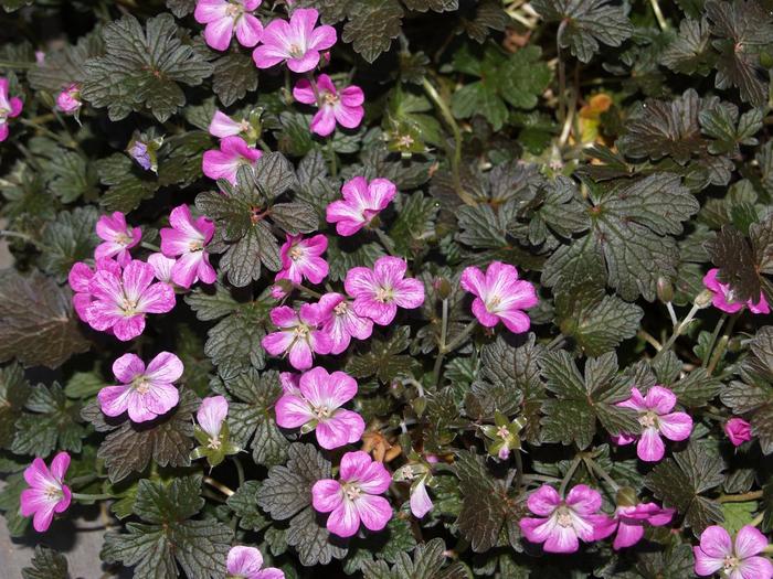 Cranesbill - Geranium x antipodeum 'Orkney Cherry' 