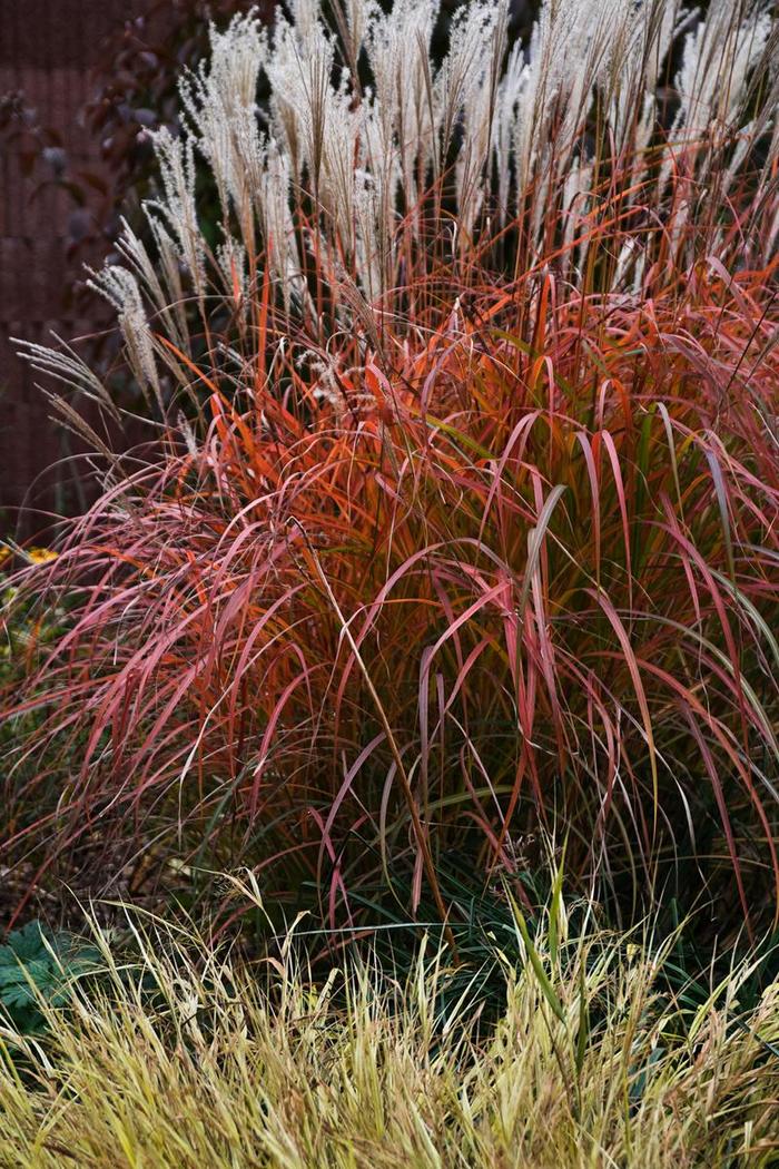 Maiden Grass - Miscanthus sinensis 'Fire Dragon'