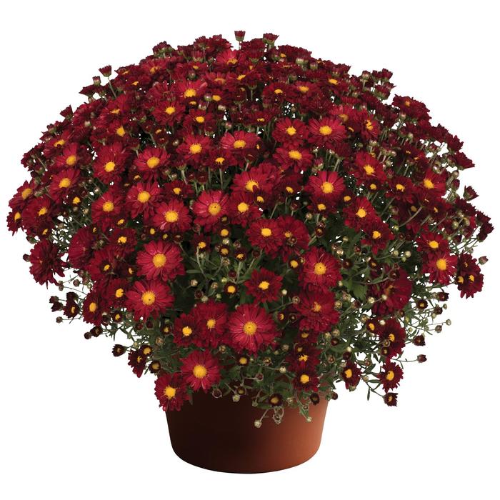 Bonnie™ Red - Chrysanthemum x morifolium