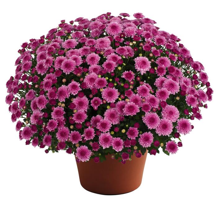 Cheryl™ Pink Improved - Chrysanthemum x morifolium