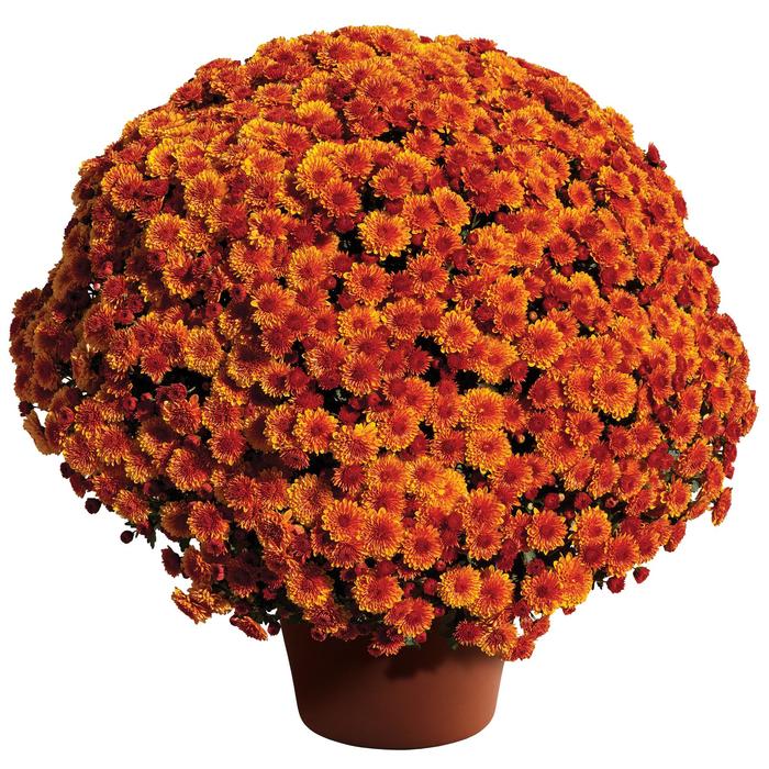 Cheryl™ Spicy Orange - Chrysanthemum x morifolium