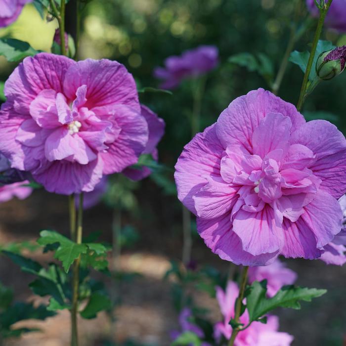 Chiffon® 'Dark Lavender' - Hibiscus syriacus (Rose of Sharon)