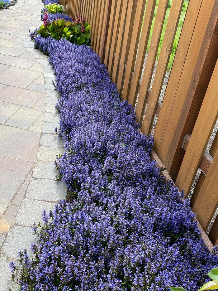 Bugleweed - Ajuga reptans 'Blueberry Muffin'