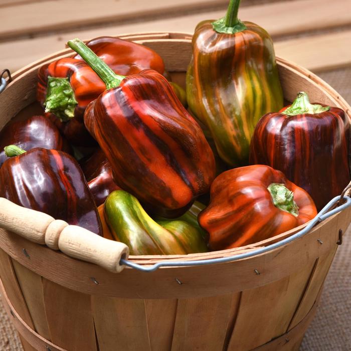 Pepper, Sweet Bell - Capsicum annuum 'Candy Cane Chocolate Cherry' 