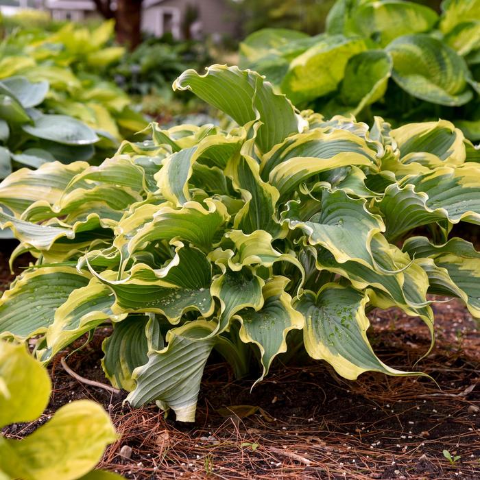 Shadowland® 'Voices in the Wind' - Hosta (Hosta, Plantain Lily)