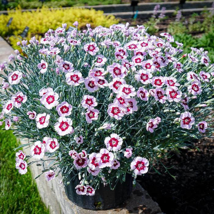 Border Carnation - Dianthus hybrida Mountain Frost™ 'Ruby Snow'