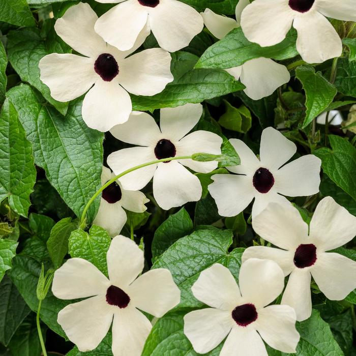 'Coconut A-Peel®' Black-Eyed Susan Vine - Thunbergia alata