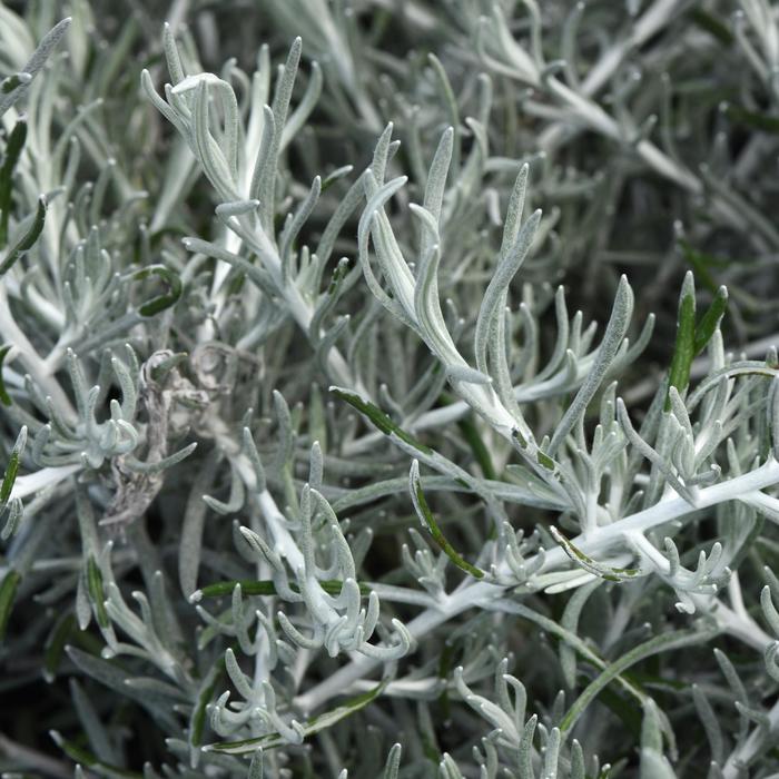 Silver Threads - Helichrysum italicum 'Silver Threads' (Curry Plant)