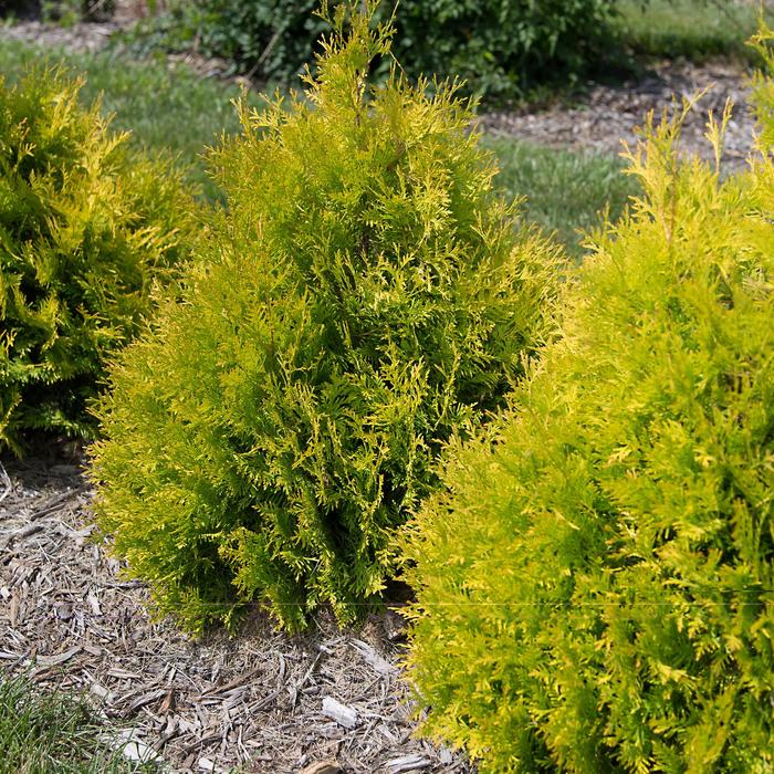 'Lemon Burst™' Arborvitae - Thuja occidentalis
