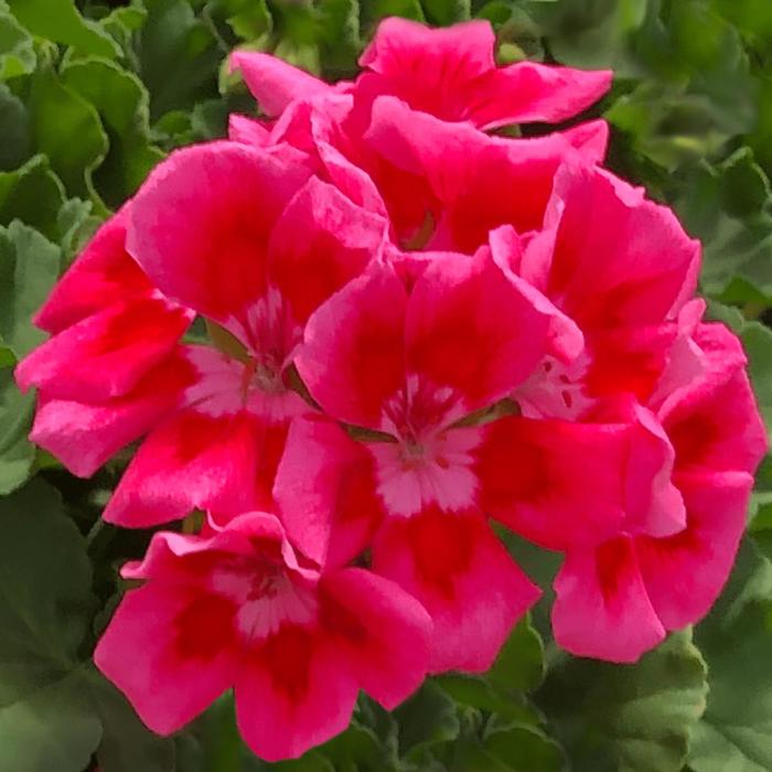 Geranium, Ivy - Pelargonium x Calliope® Medium Rose Mega Splash Improved