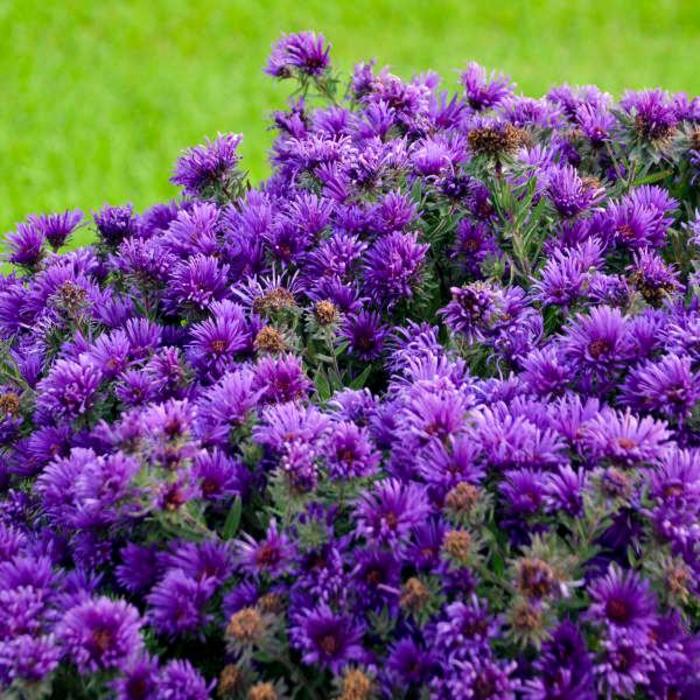 Aster - Aster novae-angliae 'Grape Crush' 