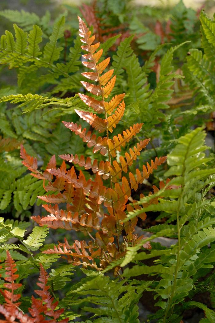 Fern, Autumn - Dryopteris erythrosora 'Brilliance' 