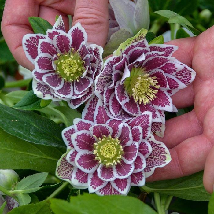 Lenten Rose - Helleborus Wedding Party® 'Shotgun Wedding'