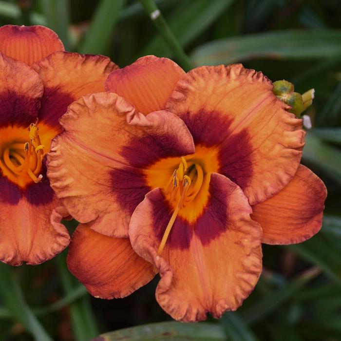 Daylily - Hemerocallis 'Mighty Chestnut' 