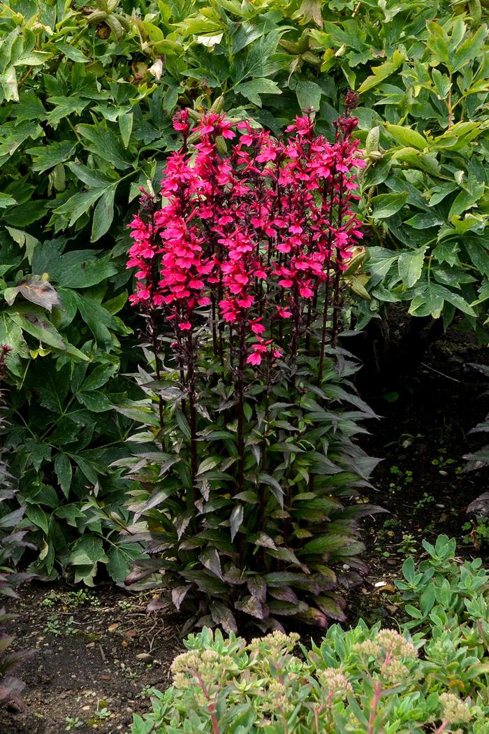 Cardinal Flower - Lobelia x speciosa 'Starship Deep Rose' Cardinal Flower - Lobelia x speciosa 'Starship Deep Rose'