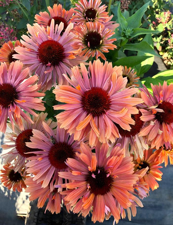 Coneflower - Echinacea Fresco® Apricot