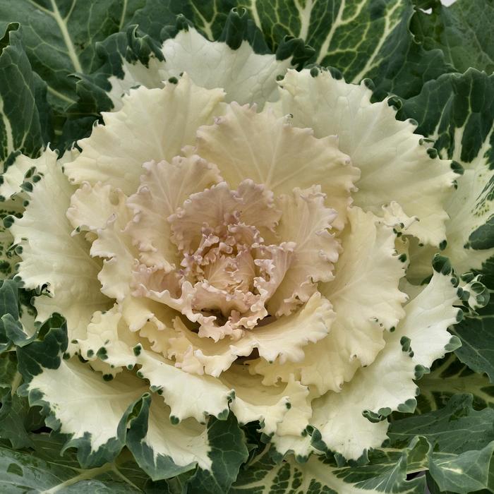 'Osaka White' Flowering Cabbage - Brassica oleracea