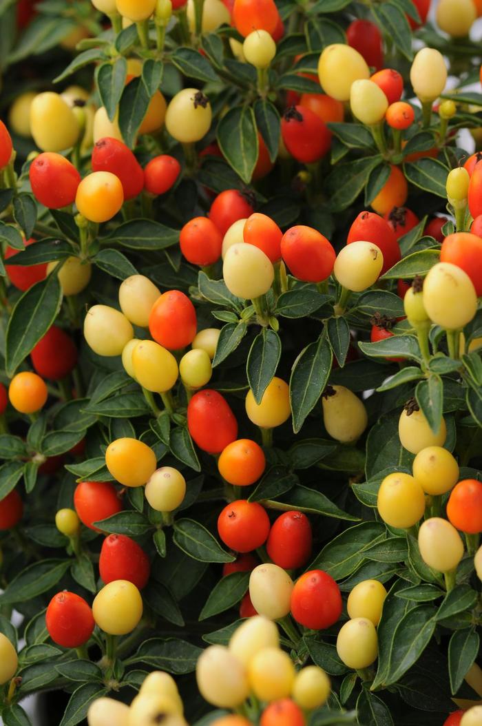 'Hot Pops Yellow' Ornamental Pepper - Capsicum annuum