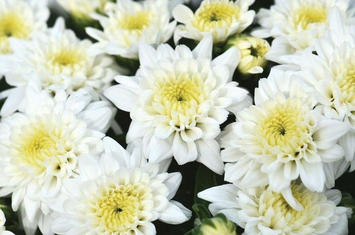 Celestial White - Chrysanthemum grandiflorum