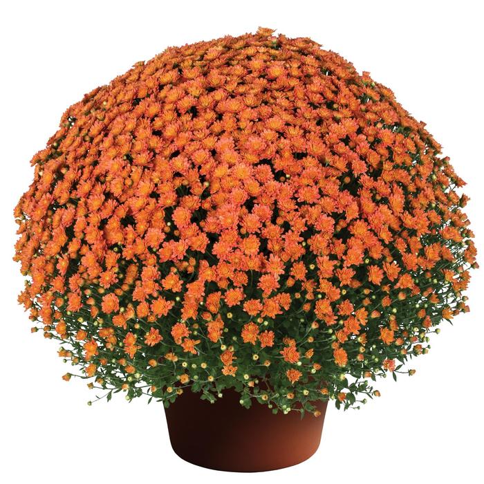 Jacqueline™ ''Orange Fusion'' - Chrysanthemum x morifolium (Garden Mum)