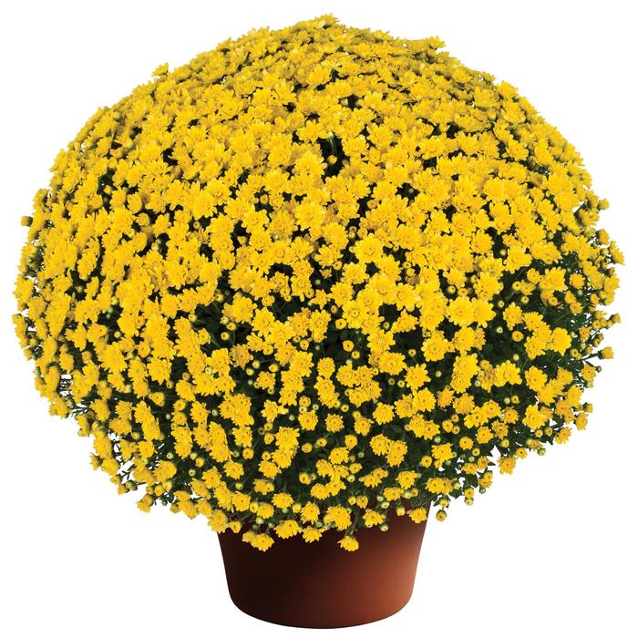 Jacqueline Yellow - Chrysanthemum x morifolium