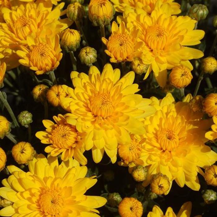 Sundance Yellow - Chrysanthemum grandiflorum