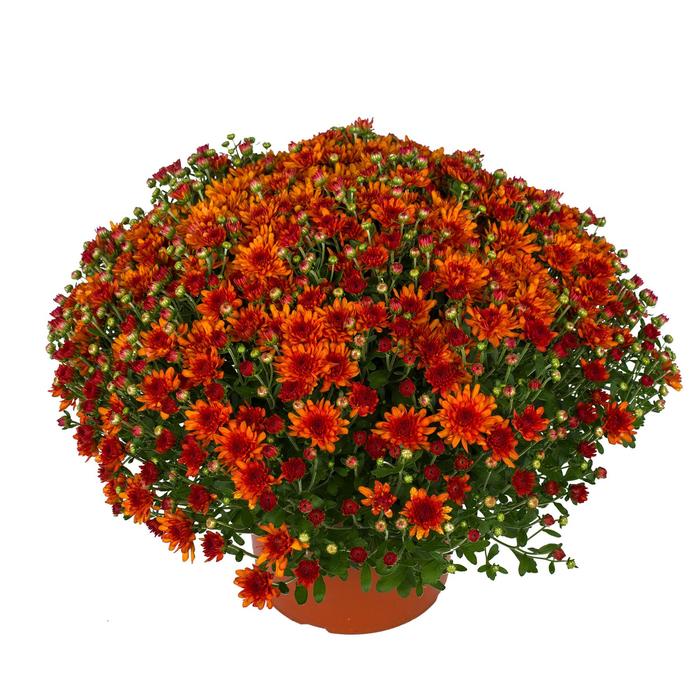 Wanda™ Bronze - Chrysanthemum x morifolium