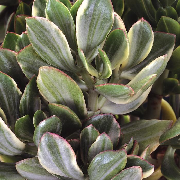 'Variegata' Jade Plant - Crassula ovata