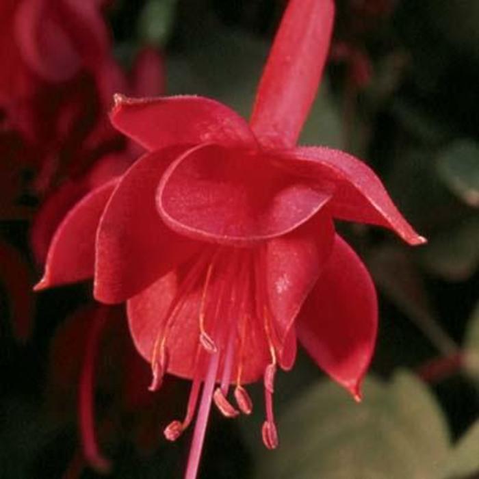 Fuchsia - Fuchsia 'Marinka' 