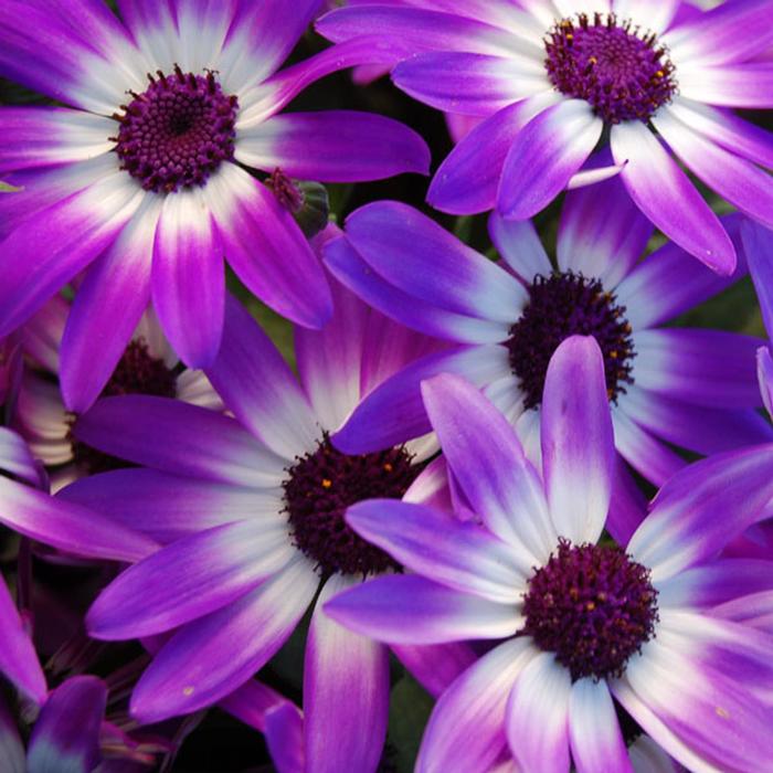 Senetti® 'Violet Bicolor' - Pericallis (Cineraria)