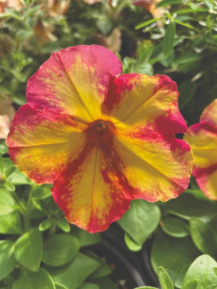Petunia - Petunia 'Fun House™ Potpourri' Petunia - Petunia 'Fun House™ Potpourri'