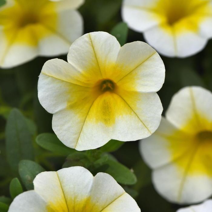 MiniFamous&reg; Uno White Gold - Calibrachoa