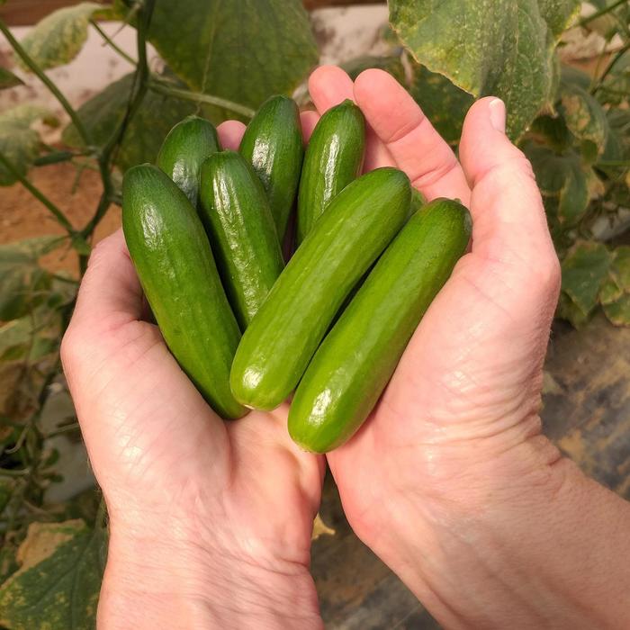 Cucumber - Cucumis sativus 'Mini-Me' Cucumber - Cucumis sativus 'Mini-Me'