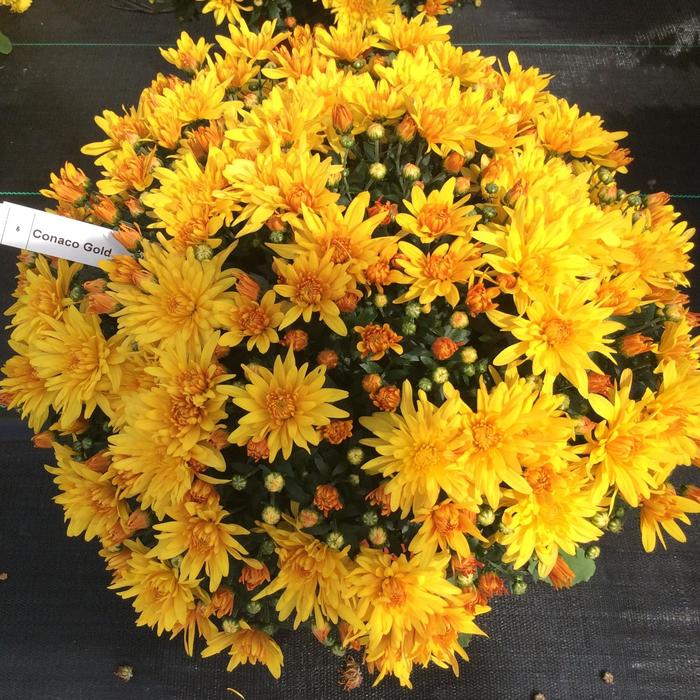 Conaco Gold - Chrysanthemum