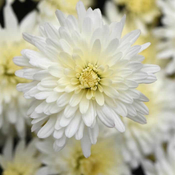 'Tribeca White' Garden Mum - Chrysanthemum x morifolium