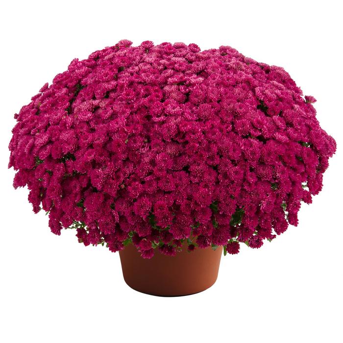 Adriana™ Purple - Chrysanthemum (Garden Mum)