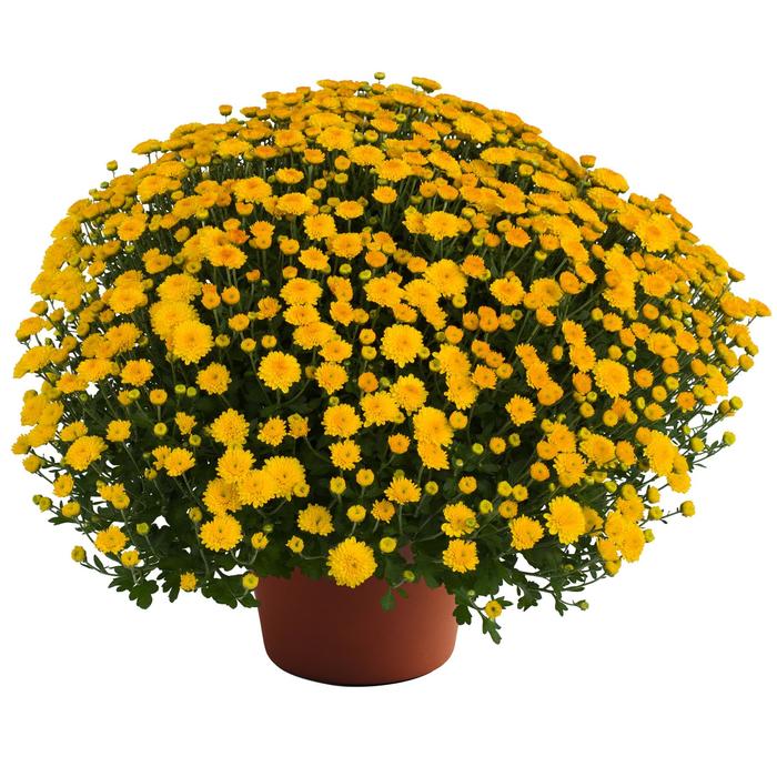 Hailey™ Gold Improved - Chrysanthemum x morifolium