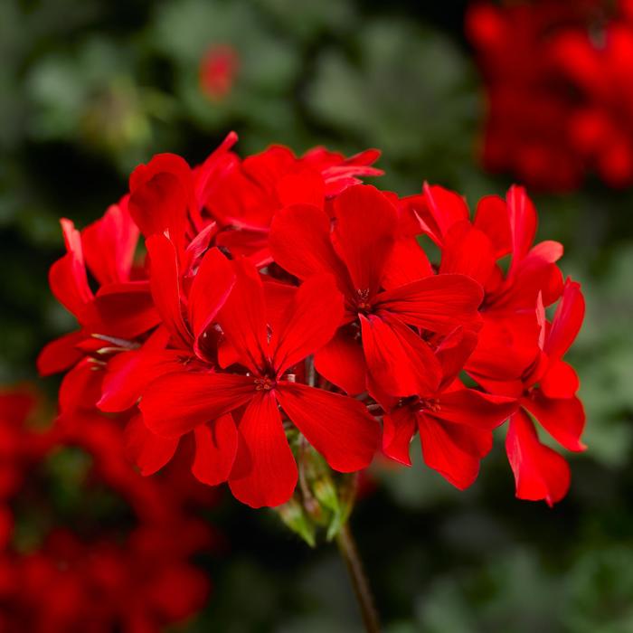 Caldera™ 'Red' - Pelargonium (Interspecific Geranium)