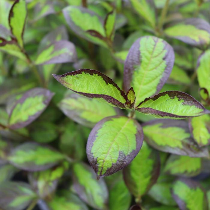 Vinho Verde™ - Weigela florida Vinho Verde™ - Weigela florida