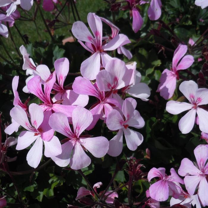 Caldera™ 'Lavender Glow' - Pelargonium (Interspecific Geranium)