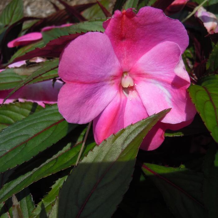 Harmony® 'Colorfall™ Passion' - Impatiens hawkeri (New Guinea Impatiens)